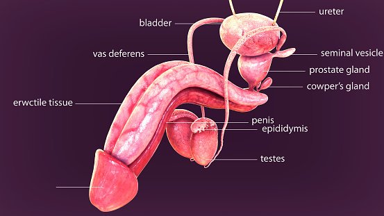Andrology